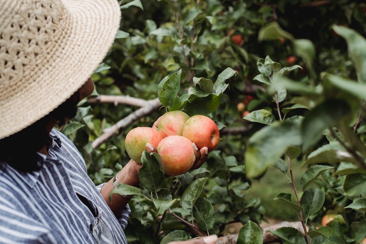 Fruit Picking Jobs with Visa Sponsorship